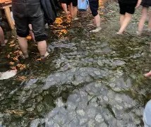 みたらし祭(下鴨神社Ver.)